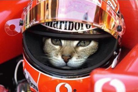 F1
